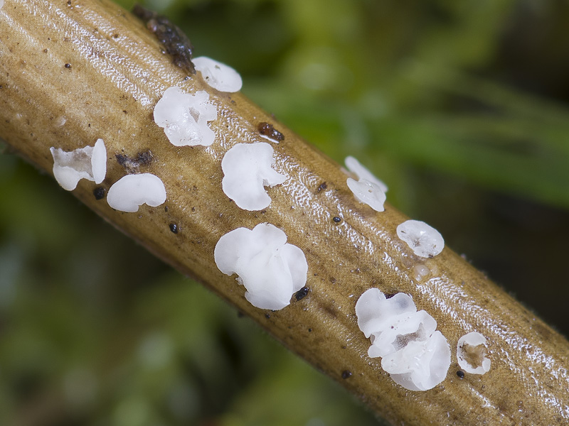 Calycina cruentata